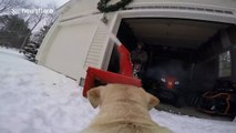 Dog wearing GoPro harness attacks snow from snow blower