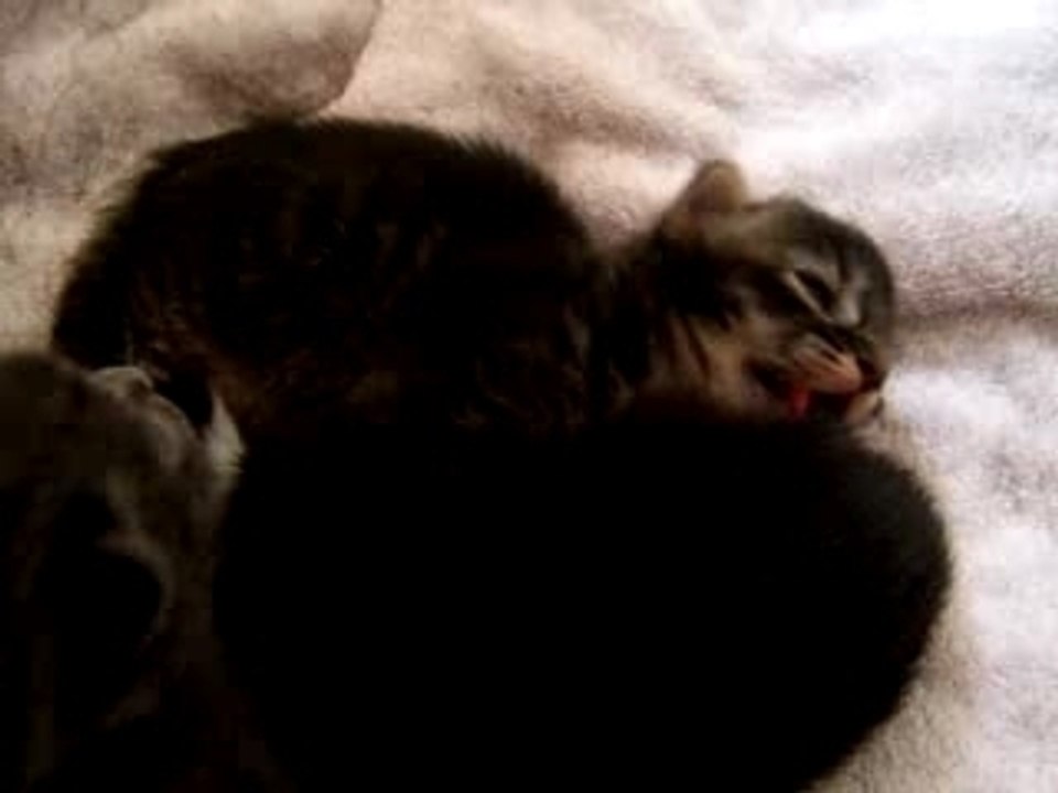 mes chatons