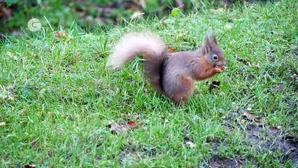 National Trust Wildlife: Meet The Red Squirrel