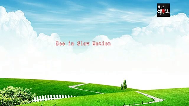 Horse flying Seen in Saudi Arabia Exclusive Video Full HD