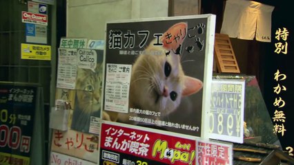 While in Tokyo, Paige calls Alicia Fox from a cat café- Total Di