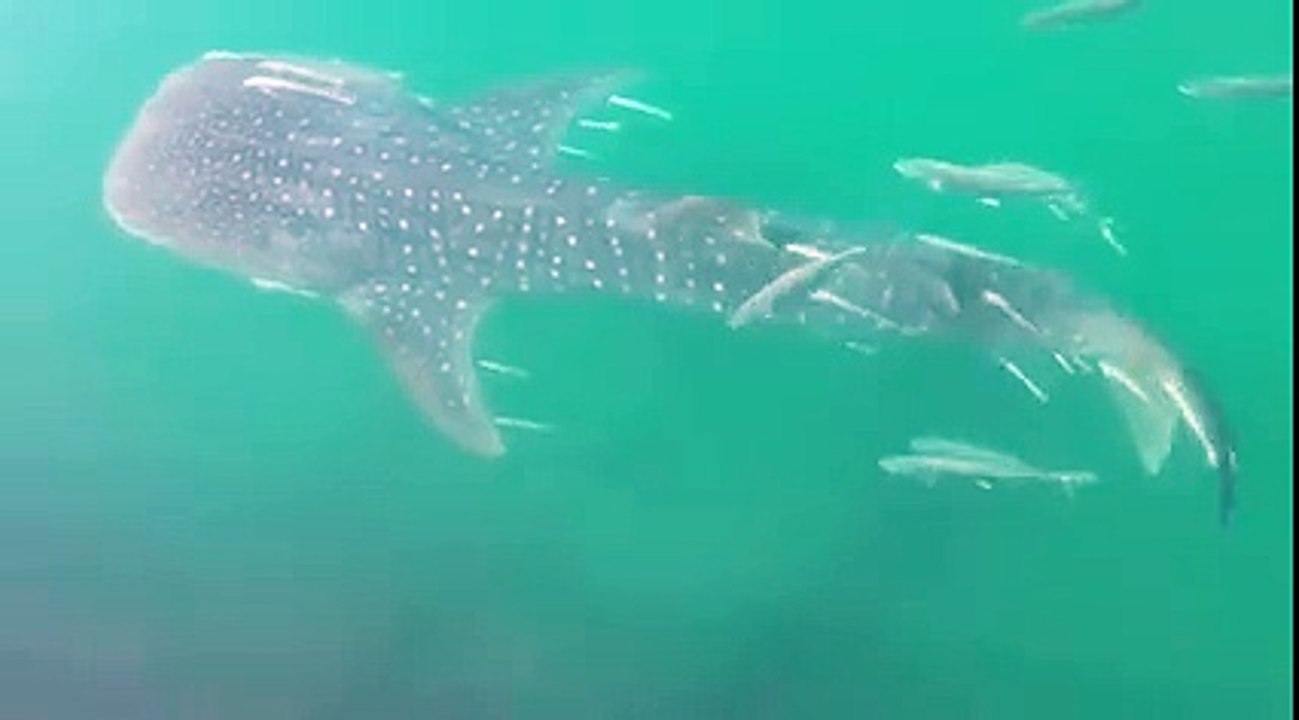 Whale Fish