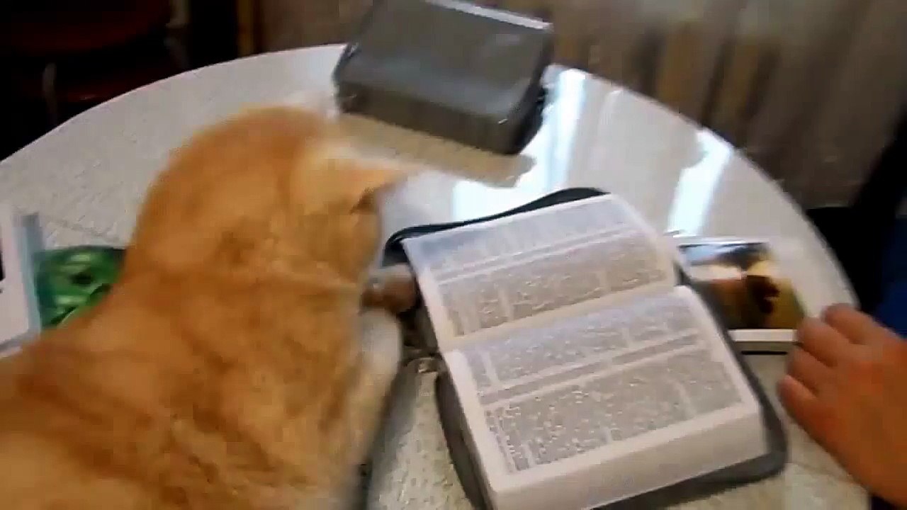 СМЕШНЫЕ ЖИВОТНЫЕ приколы 有趣的动物 Funny animals Смешные видео с животными