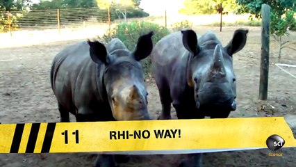 Baby Rhino Squeaks