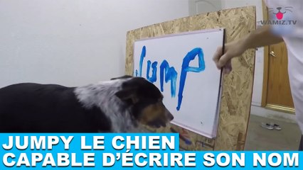 Jumpy, le chien capable d’écrire son nom ! Découvrez-le tout de suite dans la minute chien #105