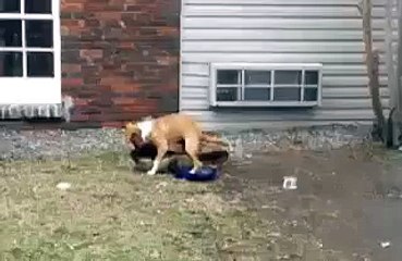 Пес приколист. Зеленый подросток. Прикол с животными Funny animals