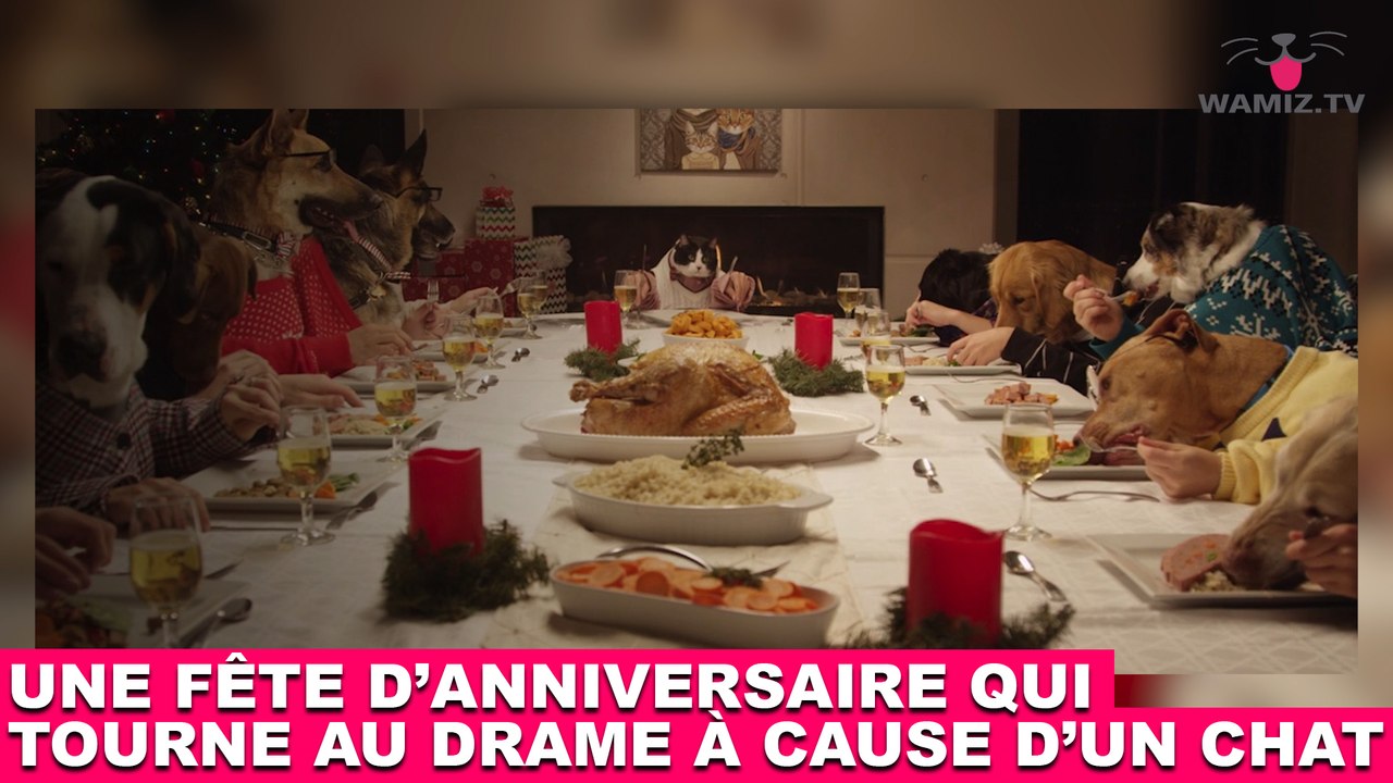 Une fête d'anniversaire qui tourne au drame à cause d'un chat ! L'histoire dans la minute chat #105