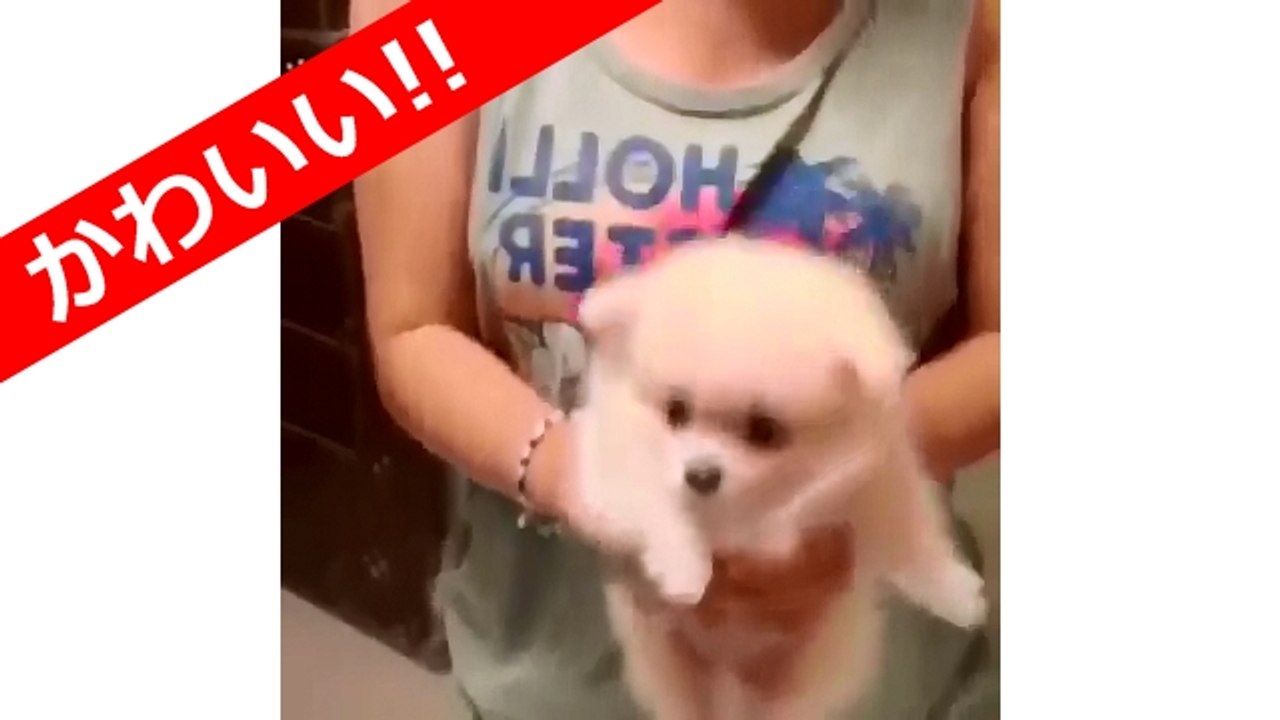 かわいいポメラニアン 動画 画像