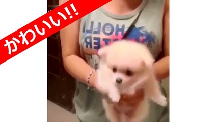 かわいいポメラニアン 動画 画像