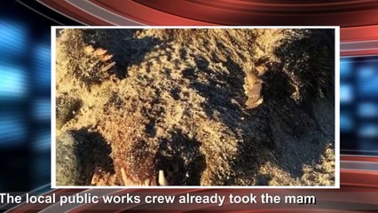 A Strange Creature found on Old Lyme beach “The Montauk Monster”