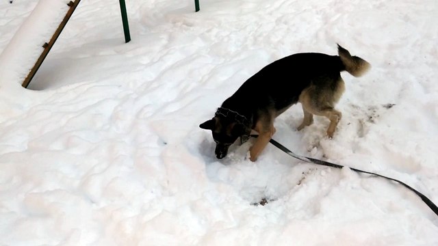 Лайм играет