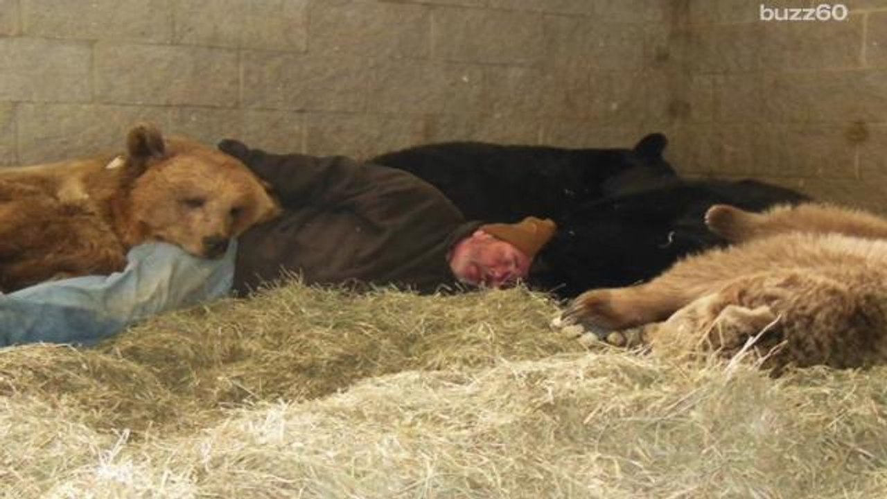 Man naps with bears, hasn't been eaten yet
