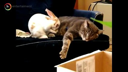 Top pet and animal vine compilation 2016 - funny animals top funny cat compilation