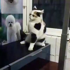 Kucing Joged Geli-geli