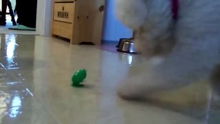 Dog plays with a toy frog, very funny and cute video