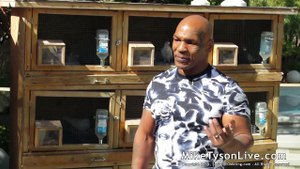 Mike YENİ Arka bahçede Güvercin Hikayeleri Tyson / Mike Tyson NEW Backyard Pigeon Stories