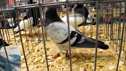 Video herunterladen: Güvercin Show - Ocala Florida / Pigeon Show - Ocala Florida