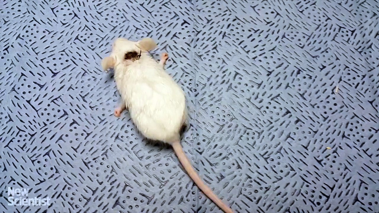 Buzz : Des chercheurs en Chine disent avoir réussi une greffe de tête sur un singe !