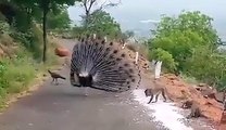 moor (peacock) ki mastian check kerain kia khubsurat video hy