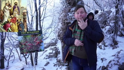 Зимний Ай-Петри и тис ягодный и детство Понтия Пилата