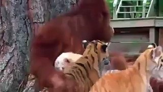 Holidog - Orangutan babysits tiger cubs