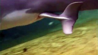 Cerebro Digital - Increíble nacimiento de un Delfín