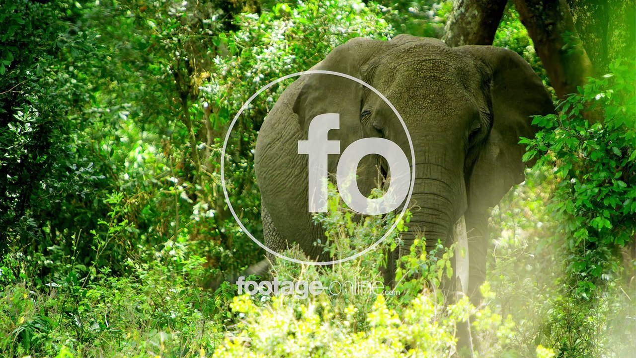elephant wildlife stock footage 014892 UHD
