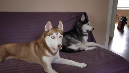 Mishka the Talking Husky says "I want Potatoes!"