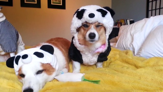 2 chiens corgi déguisés en Panda refusent de bouger. Trop mignon