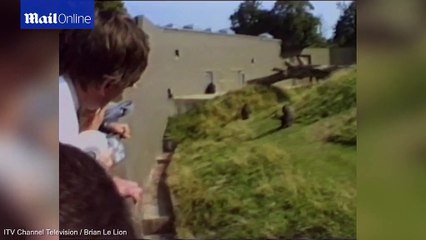 GORILLA saved tiny boy who fell into his enclosure....