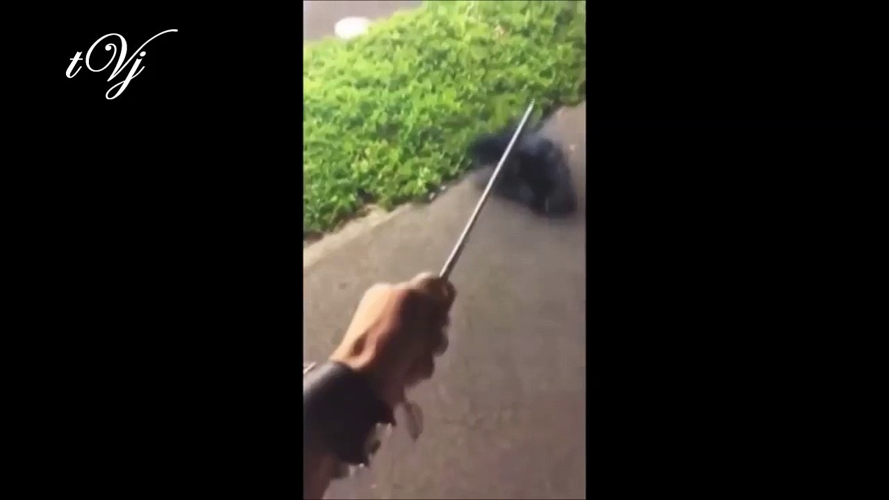 Funny Moments