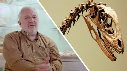 Interview : comment se forment les fossiles de dinosaures ?