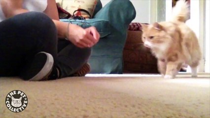 Amazing Cat Does Cool Tricks
