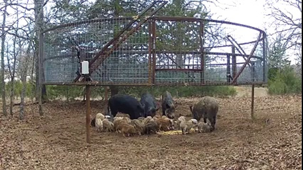 Yaban Domuz Sürüsünü Yakalama Sistemi Yok Böyle Bir Şey