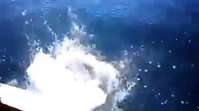 Yakaladığı balığı köpekbalığına kaptırdı! Yok Böyle Bir Şey