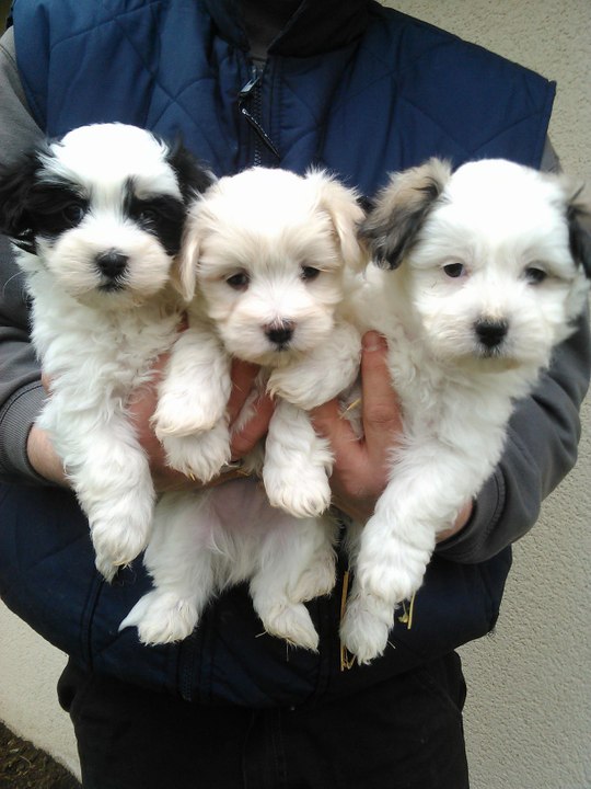 Chiots bichons havanais nés le 5 Décembre