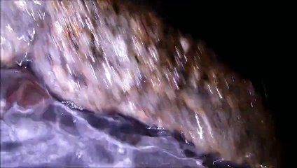 Fishes at night - Koh Chang - Thailand