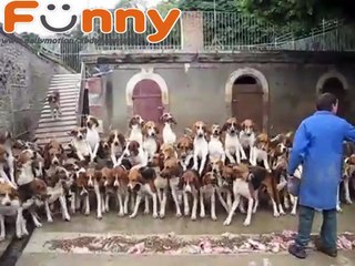 120 Hunting dogs being fed at Cheverny, France! Amazing!