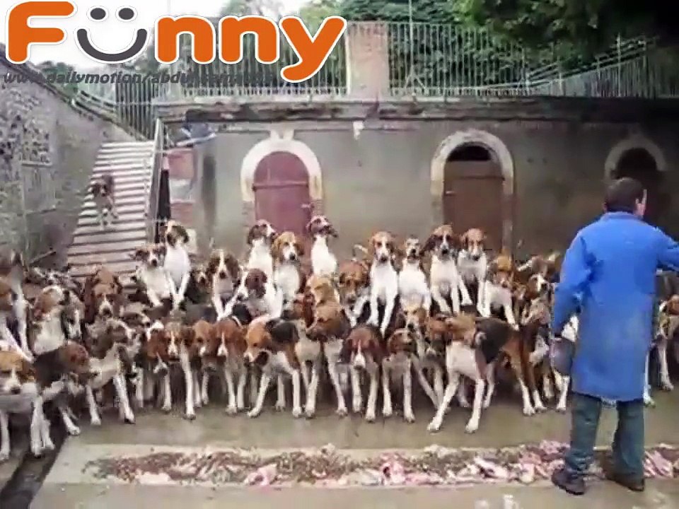 120 Hunting dogs being fed at Cheverny, France! Amazing!