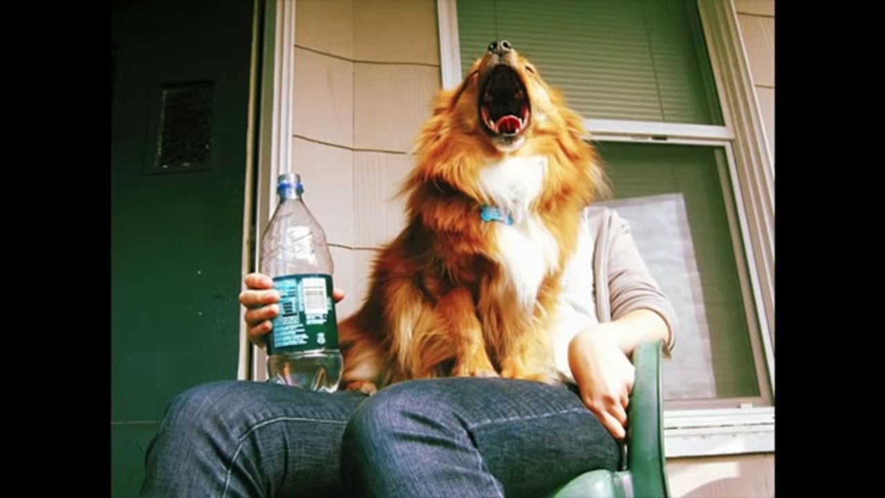 Funny Videos