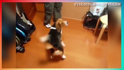 PERRO TOCA EL PIANO Y GUITARRA  FEBRERO 2016
