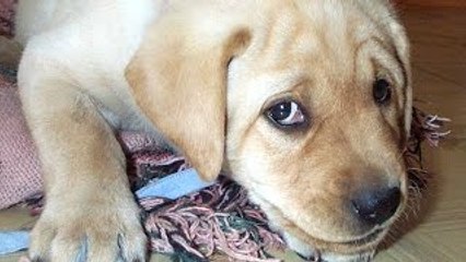 Recopilación Perros culpables 2022-2023. Videos de Risa de perros divertidos