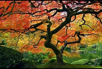 Meditasyon Muzigi Zen Relaxation