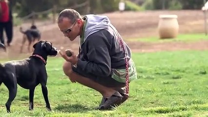 Cleverpet: a consola para cães que ficam sozinhos em casa