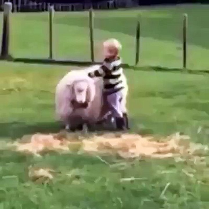 Funny videos 2016