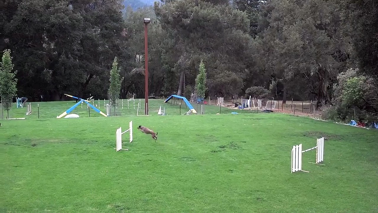 The dog Jumping