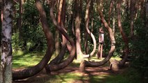 Krzywy Las : la forêt étrange aux mystérieuses déformations