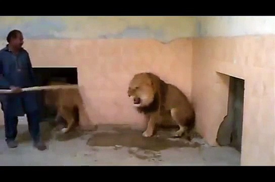 Lion vs man