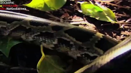 Nat Geo Wild HD, The Most Extreme - Big Mouths National Geographic