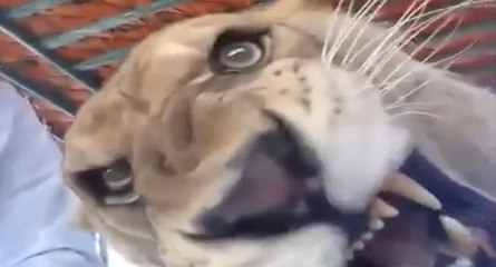 Un lion fait un selfie vidéo